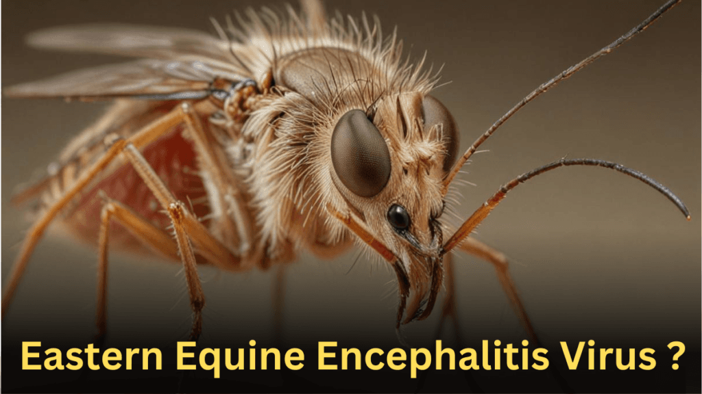 Eastern Equine Encephalitis Virus